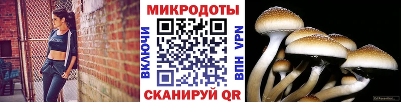 закладка  Сухой Лог  Псилоцибиновые грибы Psilocybine cubensis 